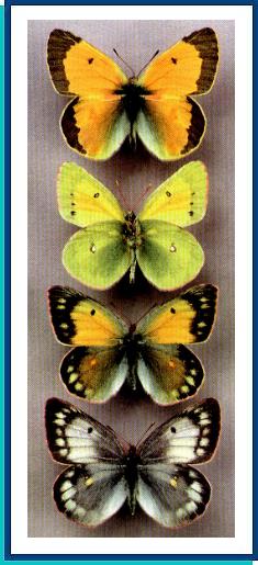 Colias hyperborea